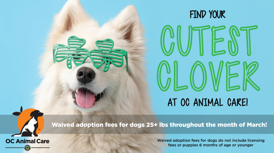 Orange county pound hot sale